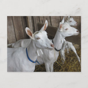 Carte Postale Trio de chèvres