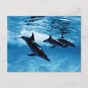 Carte Postale Trio de dauphins