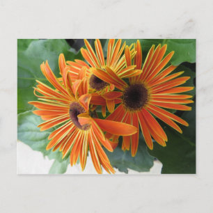 Carte Postale Trio de fleurs orange