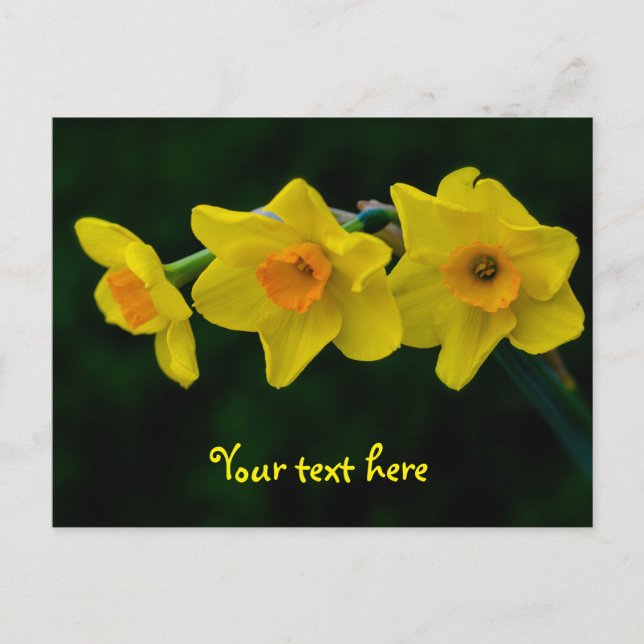 Carte postale Trio de jonquilles (Devant)