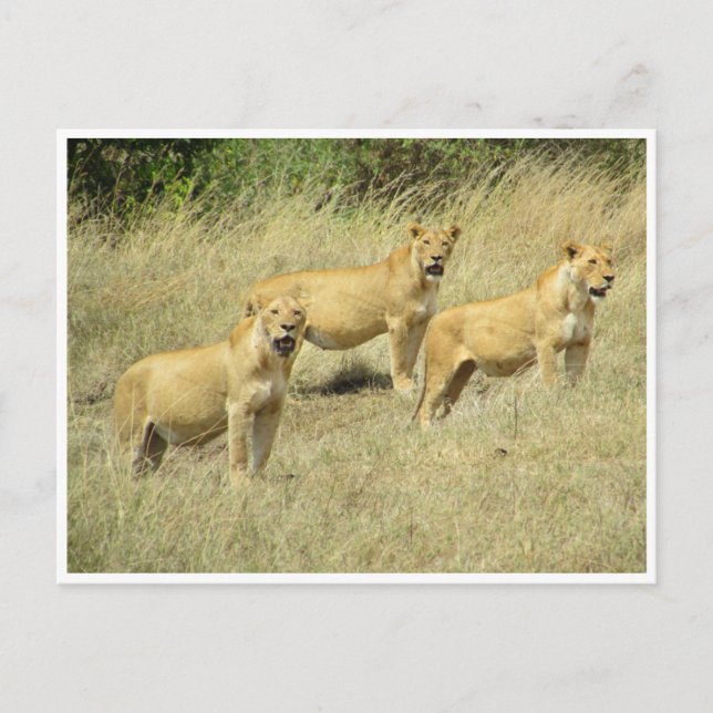 Carte Postale trio de lionne (Devant)
