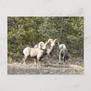 Carte Postale Trio de mouflons d'Amérique