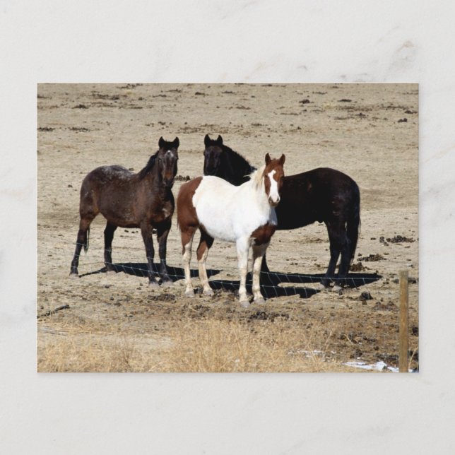 Carte Postale Trio de pâturage (Devant)