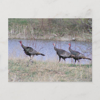 Carte Postale Trio de Turkey