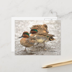 Carte Postale Trio mignon de canards Turquoises à ailes vertes
