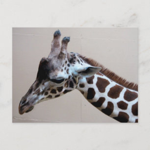 Carte Postale Triste Giraffe