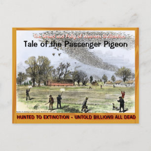 Carte Postale Triste histoire du pigeon voyageur —~