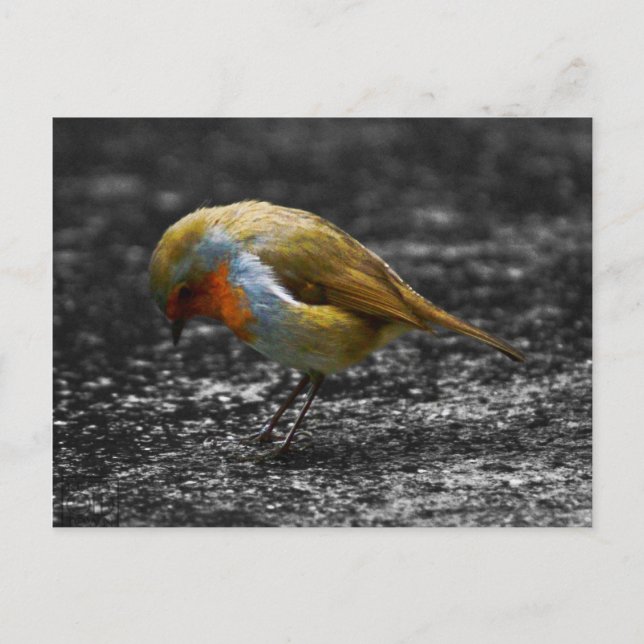 Carte Postale triste robin (Devant)