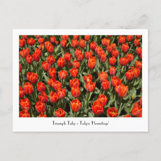Carte postale TRIUMPH TULIP Tulipa 'Hermitage'