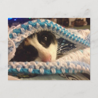 Carte Postale Trixie et le blues