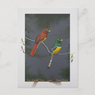Carte Postale Trogon à gorge noire - couple