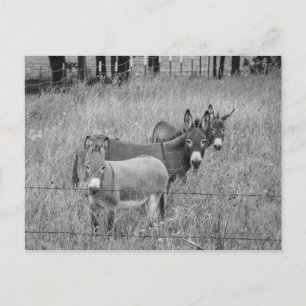 Carte Postale Trois amis