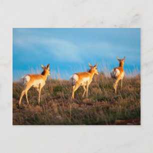 Carte Postale Trois antilopes s'éloignant au coucher du soleil