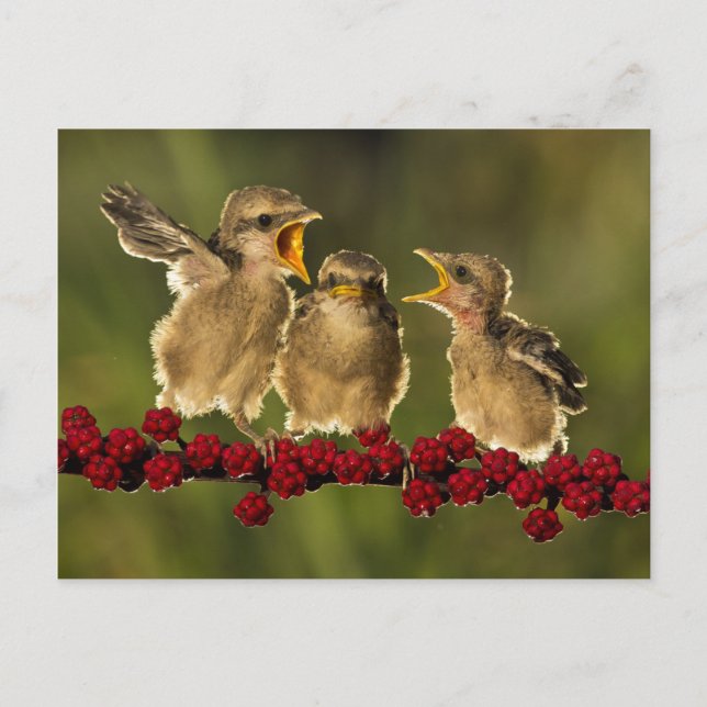 Carte Postale Trois bébés Oiseaux Lanius Schach (Devant)