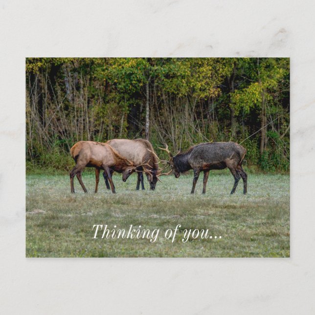 Carte Postale Trois Bull Elk Lutte Contre La Pensée De Vous Cart (Devant)