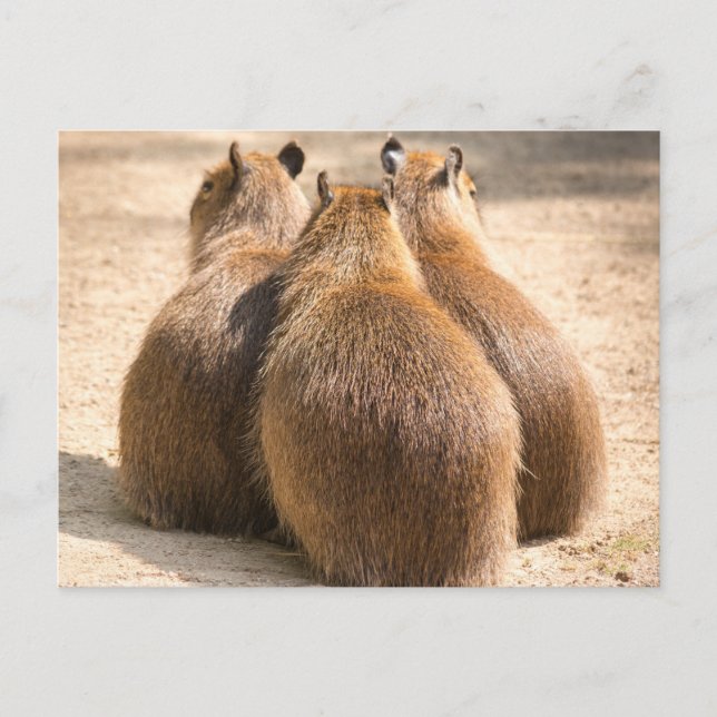 Carte Postale Trois Capybara (Devant)