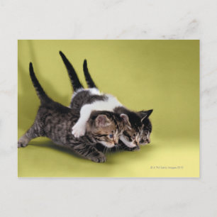 Carte Postale Trois chatons se serrant dans leurs bras