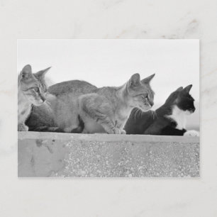 Carte Postale Trois chats