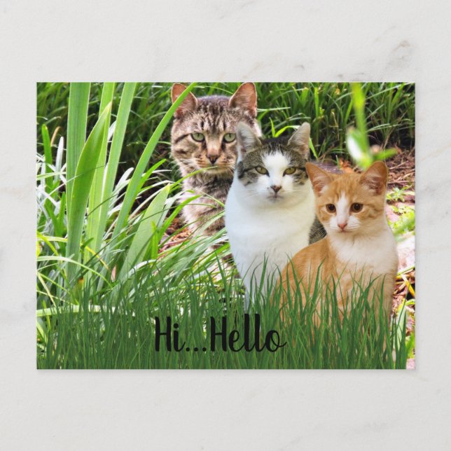 Carte Postale Trois chats Tabby dans le jardin "Bonjour" (Devant)