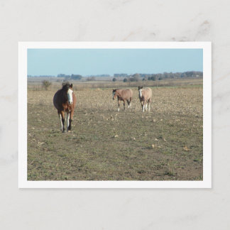 Carte Postale trois chevaux