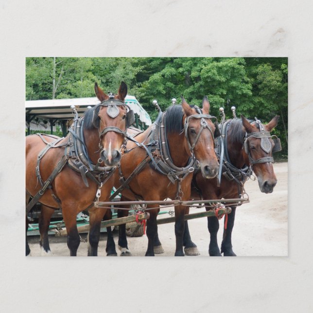 Carte Postale Trois Chevaux Brown (Devant)