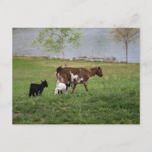 Carte Postale Trois chèvres