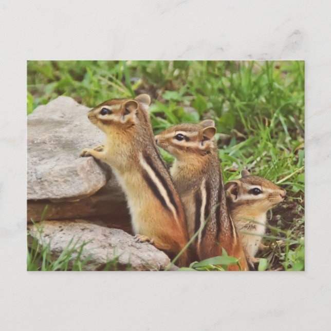 Carte Postale Trois Chipmunks pour bébés (Devant)