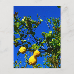 Carte Postale Trois citrons siciliens