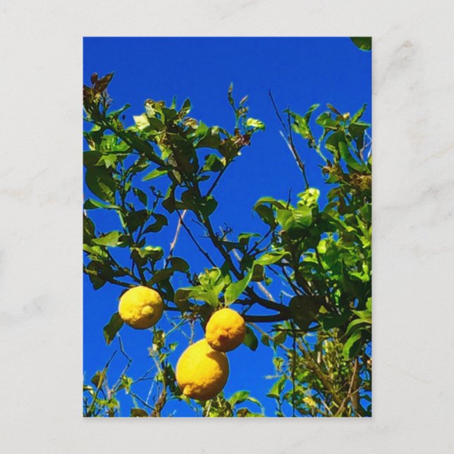 Carte Postale Trois citrons siciliens (Devant)