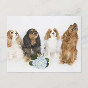 Carte Postale Trois couleurs de Cavaliers King Charles Spaniels