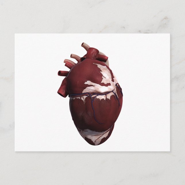 Carte Postale Trois Dimensions Du Coeur Humain, Côté Gauche (Devant)