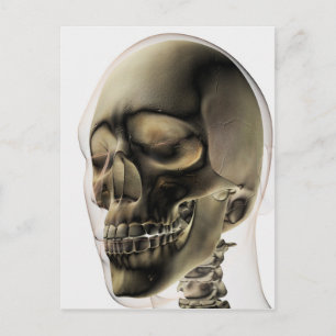 Carte Postale Trois Dimensions Du Crâne Humain Et Des Dents
