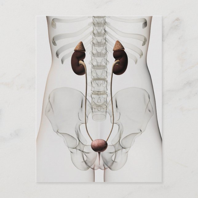 Carte Postale Trois Dimensions Du Système Urinaire Féminin (Devant)
