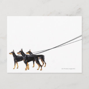 Carte Postale Trois Dobermans en laisse