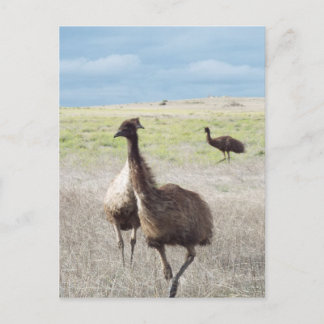 Carte Postale trois emu