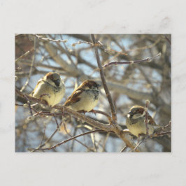 Carte Postale Trois Éperviers de maison masculine en janvier Jus