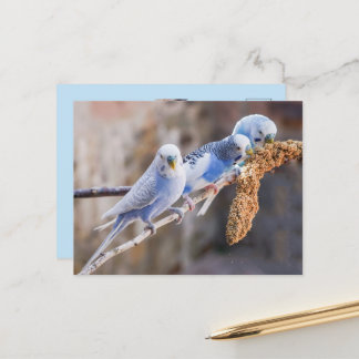 Carte Postale Trois jolies perruches bleues Photo personnalisée