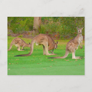 Carte Postale trois kangourous