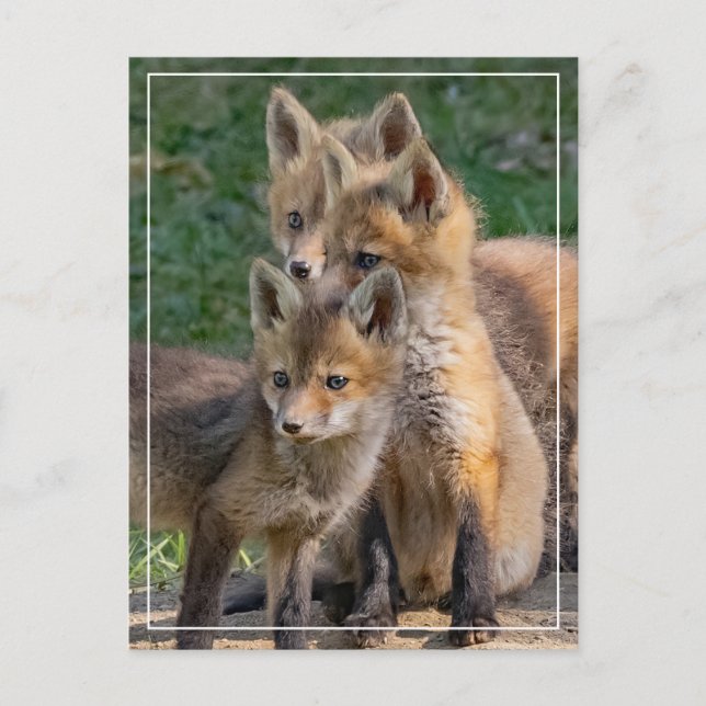 Carte Postale Trois Kits Alert Fox (Devant)