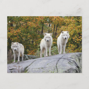 Carte postale Trois Loups