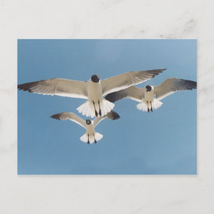 Carte postale Trois mouettes