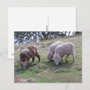 Carte postale - Trois moutons
