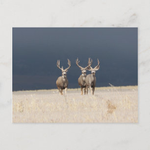 Carte Postale Trois Mule Deer Bucks