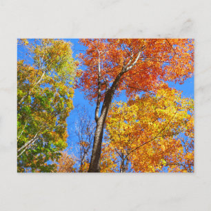 Carte Postale Trois nuances d'érables colorés