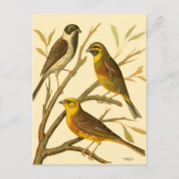 Trois oiseaux domestiques perchés sur une branche