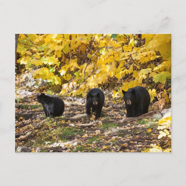 Carte Postale Trois ours (Devant)