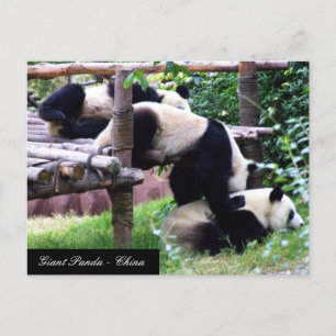 Carte Postale Trois Panda Bears s'amuser jouer / Chine