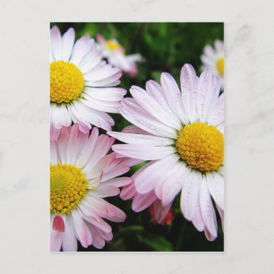 Carte Postale Trois pâtés roses