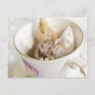 Carte Postale Trois petites souris