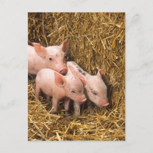 Carte Postale Trois petits cochons